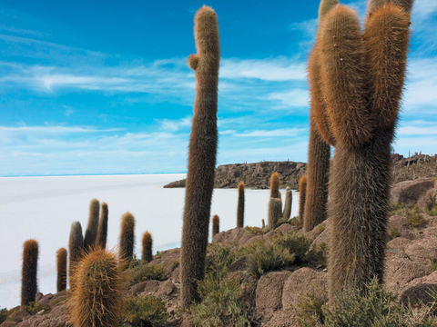 Isla Incahuasi at Salar de Uyuni Bolivia Isla Incahuasi at Salar de Uyuni Bolivia